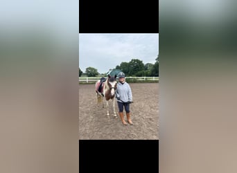 Deutsches Reitpony, Stute, 10 Jahre, 147 cm, Schecke