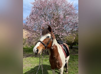Deutsches Reitpony, Stute, 10 Jahre, 147 cm, Schecke