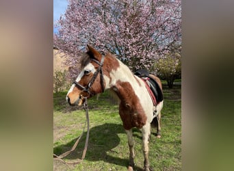 Deutsches Reitpony, Stute, 10 Jahre, 147 cm, Schecke
