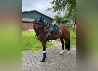 Deutsches Reitpony, Stute, 10 Jahre, 148 cm, Brauner