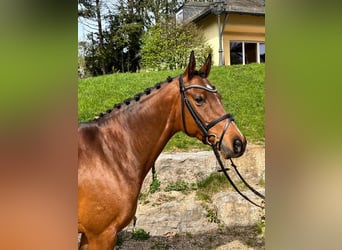 Deutsches Reitpony, Stute, 10 Jahre, 148 cm, Brauner