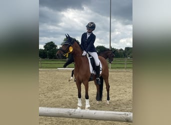 Deutsches Reitpony, Stute, 10 Jahre, 148 cm, Brauner