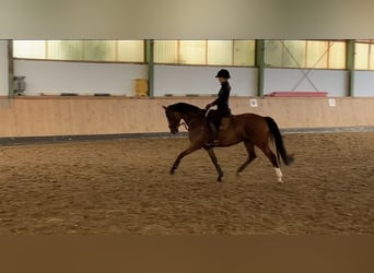 Deutsches Reitpony, Stute, 10 Jahre, 148 cm, Brauner