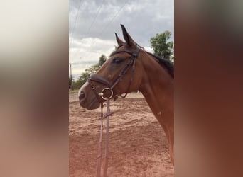 Deutsches Reitpony, Stute, 10 Jahre, 148 cm, Brauner