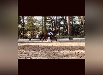 Deutsches Reitpony, Stute, 10 Jahre, 148 cm, Brauner