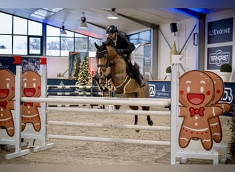 Deutsches Reitpony, Stute, 10 Jahre, 148 cm, Brauner