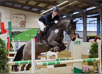 Deutsches Reitpony, Stute, 10 Jahre, 148 cm, Brauner