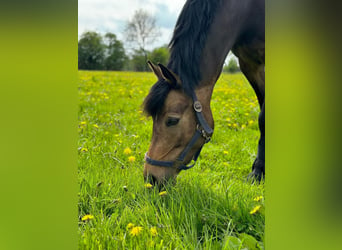 Deutsches Reitpony, Stute, 10 Jahre, 148 cm, Brauner