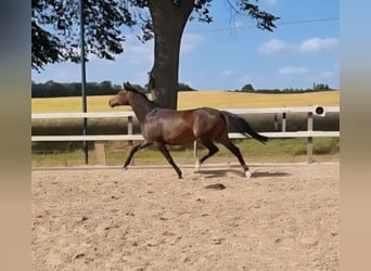 Deutsches Reitpony, Stute, 10 Jahre, 148 cm, Brauner