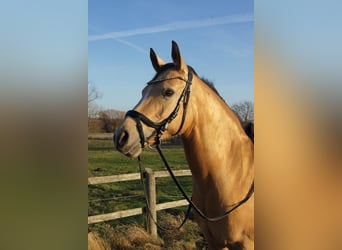Deutsches Reitpony, Stute, 10 Jahre, 148 cm, Buckskin