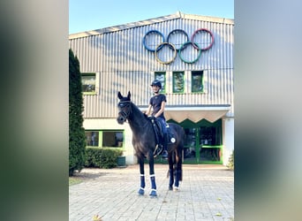 Deutsches Reitpony, Stute, 10 Jahre, 148 cm, Dunkelbrauner