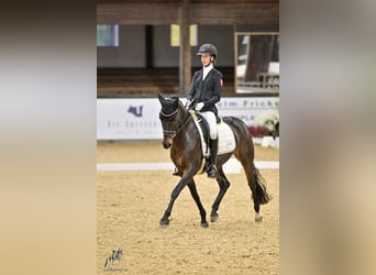 Deutsches Reitpony, Stute, 10 Jahre, 148 cm, Dunkelbrauner