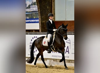 Deutsches Reitpony, Stute, 10 Jahre, 148 cm, Dunkelbrauner