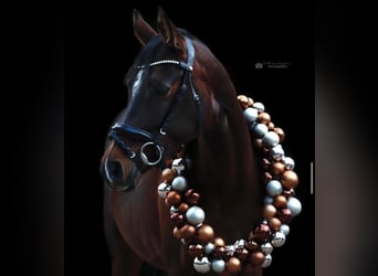 Deutsches Reitpony, Stute, 10 Jahre, 148 cm, Dunkelbrauner