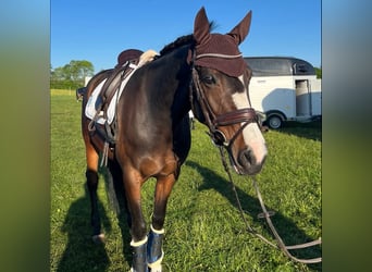 Deutsches Reitpony Mix, Stute, 10 Jahre, 148 cm, Dunkelbrauner