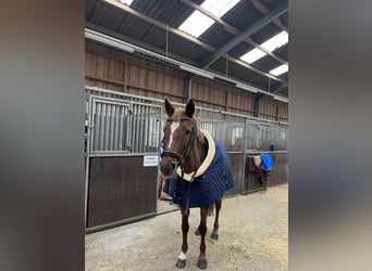 Deutsches Reitpony, Stute, 10 Jahre, 148 cm, Dunkelfuchs