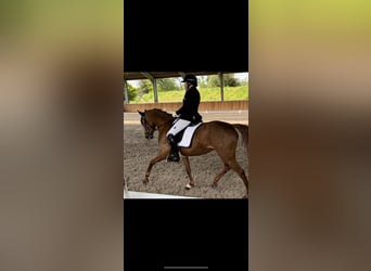 Deutsches Reitpony, Stute, 10 Jahre, 148 cm, Dunkelfuchs