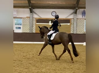 Deutsches Reitpony, Stute, 10 Jahre, 148 cm, Dunkelfuchs