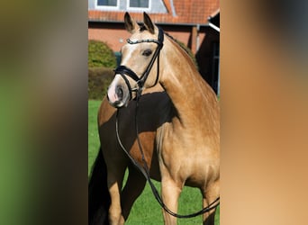 Deutsches Reitpony, Stute, 10 Jahre, 148 cm, Falbe