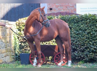 Deutsches Reitpony, Stute, 10 Jahre, 148 cm, Fuchs