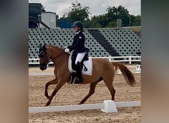Deutsches Reitpony, Stute, 10 Jahre, 148 cm, Fuchs