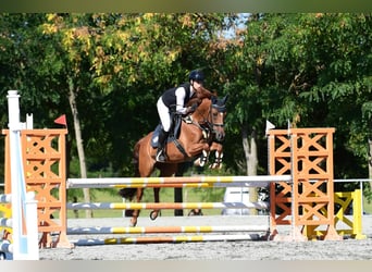 Deutsches Reitpony, Stute, 10 Jahre, 148 cm, Fuchs