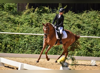 Deutsches Reitpony, Stute, 10 Jahre, 148 cm, Fuchs