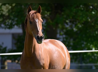 Deutsches Reitpony, Stute, 10 Jahre, 148 cm, Fuchs