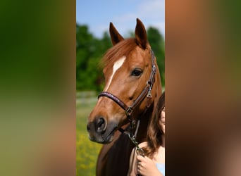 Deutsches Reitpony, Stute, 10 Jahre, 148 cm, Fuchs