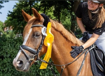 Deutsches Reitpony, Stute, 10 Jahre, 148 cm, Fuchs