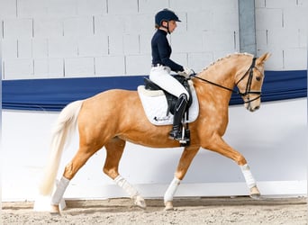 Deutsches Reitpony, Stute, 10 Jahre, 148 cm, Palomino