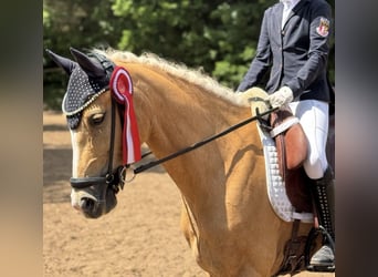 Deutsches Reitpony, Stute, 10 Jahre, 148 cm, Palomino