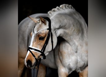 Deutsches Reitpony, Stute, 10 Jahre, 148 cm, Palomino