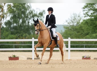 Deutsches Reitpony, Stute, 10 Jahre, 148 cm, Palomino