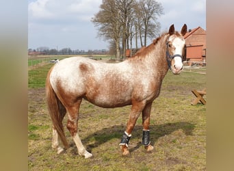 Deutsches Reitpony Mix, Stute, 10 Jahre, 148 cm, Roan-Red