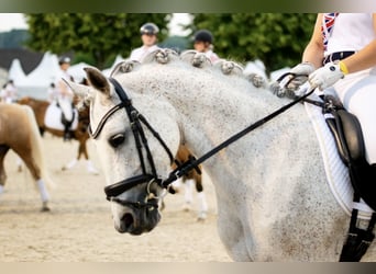 Deutsches Reitpony, Stute, 10 Jahre, 148 cm, Schimmel