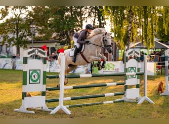Deutsches Reitpony, Stute, 10 Jahre, 148 cm, Schimmel