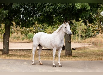 Deutsches Reitpony, Stute, 10 Jahre, 148 cm, Schimmel