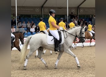 Deutsches Reitpony, Stute, 10 Jahre, 148 cm, Schimmel