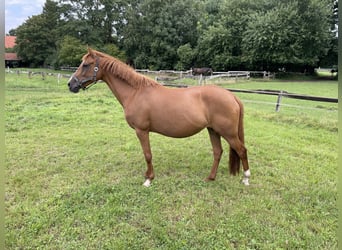 Deutsches Reitpony, Stute, 10 Jahre, 149 cm, Fuchs