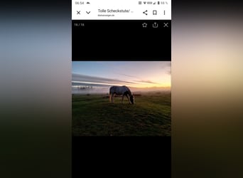 Deutsches Reitpony Mix, Stute, 10 Jahre, 149 cm, Schecke