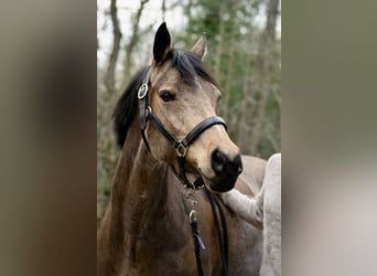 Deutsches Reitpony, Stute, 10 Jahre, 150 cm, Buckskin