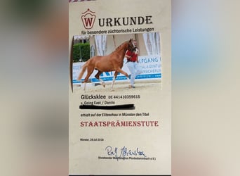 Deutsches Reitpony, Stute, 10 Jahre, 150 cm, Fuchs
