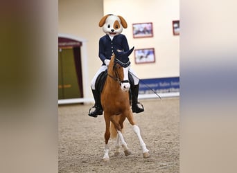 Deutsches Reitpony, Stute, 10 Jahre, 150 cm, Fuchs