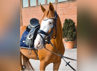 Deutsches Reitpony, Stute, 10 Jahre, 150 cm, Fuchs