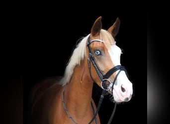 Deutsches Reitpony, Stute, 10 Jahre, 150 cm, Fuchs
