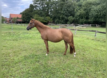 Deutsches Reitpony, Stute, 10 Jahre, 150 cm, Fuchs
