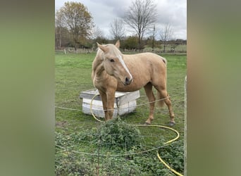 Deutsches Reitpony, Stute, 10 Jahre, 150 cm, Schecke