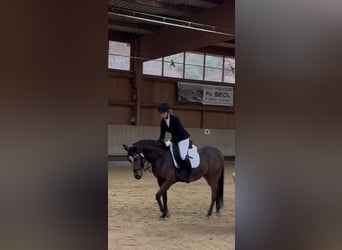 Deutsches Reitpony, Stute, 10 Jahre, 152 cm, Brauner