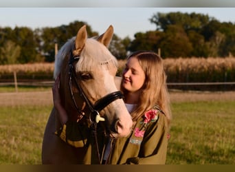 Deutsches Reitpony, Stute, 10 Jahre, 152 cm, Palomino